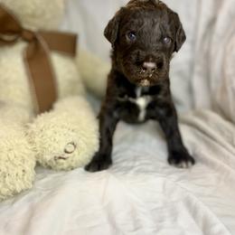 Labradoodle Puppies from Molly’s Doodles