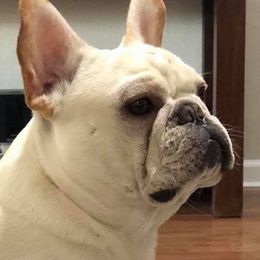 French Bulldog All Grown Up from Kathy Cardoso