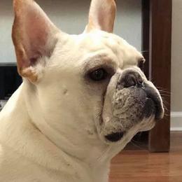 French Bulldog All Grown Up from Kathy Cardoso