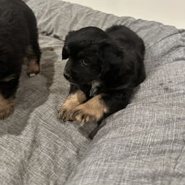 Ivy - Miniature Australian Shepherd puppy from Snick and Lick Adventure Dogs