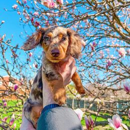Dachshund and Miniature Schnauzer Puppies from The Bossy Doxie Farm