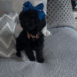 Aussiedoodle, Cavapoo, and Poodle All Grown Up from B&M Cottonwood Canines