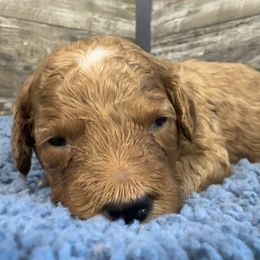 Fritz - Red  male Poodle puppy in Camden, Michigan from Pawfect Companions