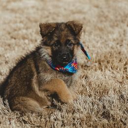 German Shepherd Puppies from di Casa Ortiz German Shepherds