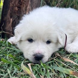 Great Pyrenees from Nicole's Great Pyrenees