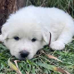 Great Pyrenees from Nicole's Great Pyrenees