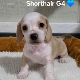 G4 - Cream male Dachshund puppy in Jacksonville, Texas from ArmnalegRanch LLC