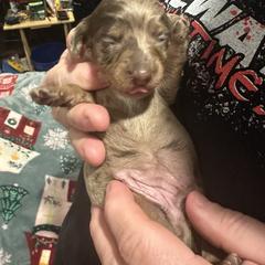 Dachshund Puppies from Garland Weens