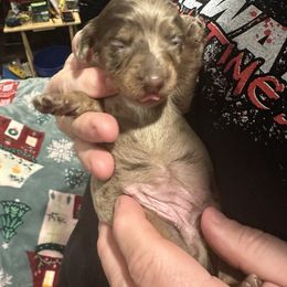 Dachshund Puppies from Garland Weens