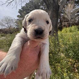 Black boy - Light golden male Golden Retriever puppy in Pahrump, Nevada from Southern Nevada Goldens