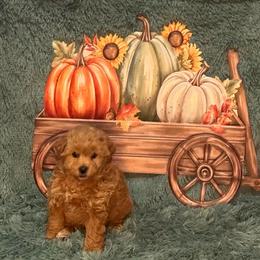 Moose - Apricot male Maltipoo puppy in Greenfield, Iowa from Sugar Plum Puppies