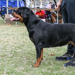 Keeley - Rottweiler