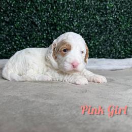 Pink girl - White female Bernedoodle puppy in Modesto, California from Two Doods Doodles