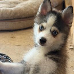 Tippy - Wolf sable male Pomsky puppy in Magnolia, Texas from Solace Shelties and Pomskies