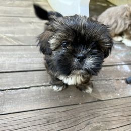 Shih Tzu Puppies from Ellis Shih Tzus