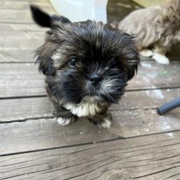 Shih Tzu Puppies from Ellis Shih Tzus