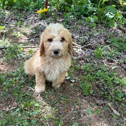 Girl 3 - Apricot female Double Doodle puppy in Jonesborough, Tennessee from Dry Creek Siberians