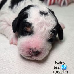 Teal - Black and white male Bernedoodle puppy in Rockledge, Florida from Stormie's Doodles