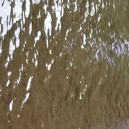 Labrador Retriever Puppies from Roxanne Lee