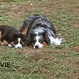 Australian Shepherd Puppies from Lil Klimuk's Australian Shepherds