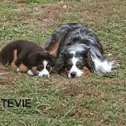 Australian Shepherd Puppies from Lil Klimuk's Australian Shepherds