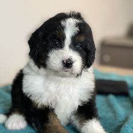 Aussiedoodle and Bernedoodle Puppies from North 40 Doodles