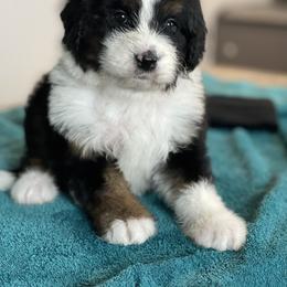 Aussiedoodle and Bernedoodle Puppies from North 40 Doodles