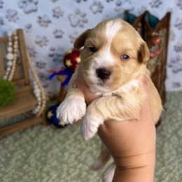 Ginger - Wheaten female Miniature Schnauzer puppy in Meridianville, Alabama from Dixie Pearl Schnauzers