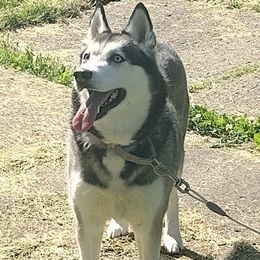 Siberian Huskies from Hoosier Huskies