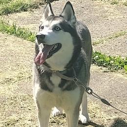Siberian Huskies from Hoosier Huskies