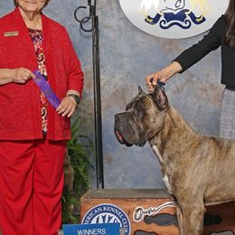 Cane Corso and French Bulldogs from Mount Olympus French Bulldogs