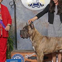 Cane Corso and French Bulldogs from Mount Olympus French Bulldogs