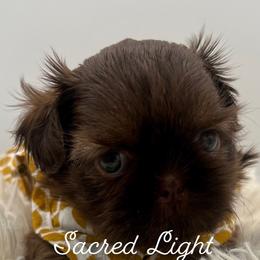 Shih Tzu Puppies from Sacred Light Shihtzu