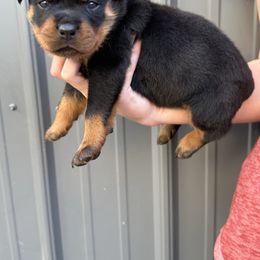 Girl 3 - Black and mahogany female Rottweiler puppy in Lyons, Indiana from White River Rottweilers
