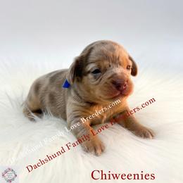 Boy 1 - male Dachshund puppy in Prescott, Arizona from Dachshund Family Love Breeders
