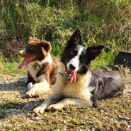 Border Collies and Miniature American Shepherds from SaturnMoon MAS & BC