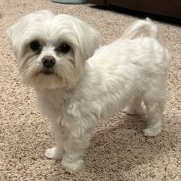 Tate - Maltese