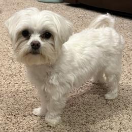Tate - Maltese