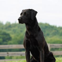 Kit - Labrador Retriever