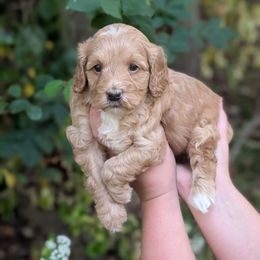 Ruby Chocolate - Apricot male Cavapoo puppy in Coshocton, Ohio from Forever Family Puppies