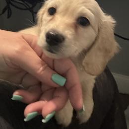 Baylee Kappele - Cream female Dachshund puppy in Casselberry, Florida from Amore Mini Dachshund Breeders & More