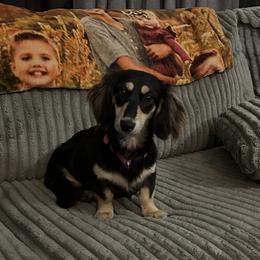 Till - Dachshund