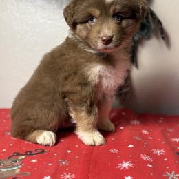 Baby Beep Beep - Red tri-color male Australian Shepherd puppy in Touchet, Washington from Northwest Rainbow Aussies and Golden Retrievers