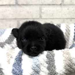 Marlin - Black male Pomeranian puppy in Eden, North Carolina from Whippoorwill Pomeranians