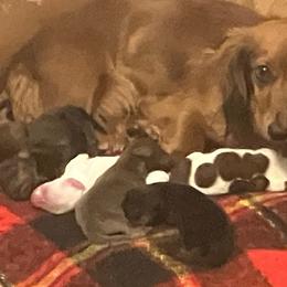 Girl 3 - Red female Dachshund puppy in Sharon Springs, New York from Show Us The Way Homestead