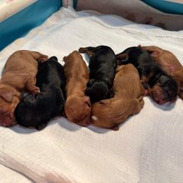 Girl 5 - Ruby female Cavalier King Charles Spaniel puppy in Solon, Iowa from Hickory House Cavaliers