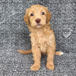 Ruby - Apricot female Goldendoodle puppy in Chattanooga, Tennessee from Hilltop Cuddle Pups