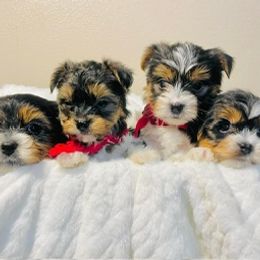 Yorkshire Terriers from KMG Yorkies