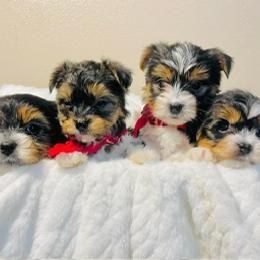 Yorkshire Terriers from KMG Yorkies