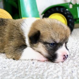 Kubota - Red female Pembroke Welsh Corgi puppy in Greentop, Missouri from Sevits Corgis & Golden Retrievers
